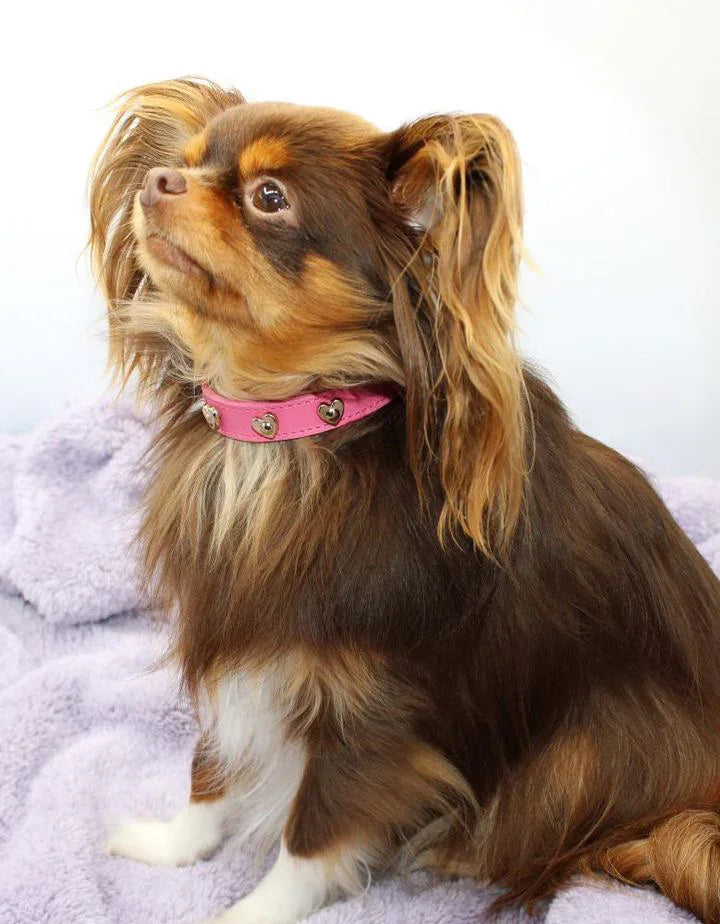 Collari per cani